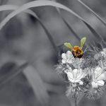 albină,floare,polen