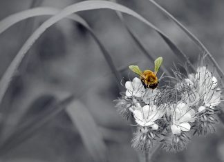 albină,floare,polen